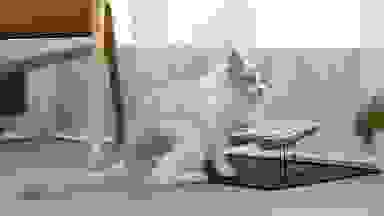 A cat munching on her kibble comfortably with her new cat bowl.