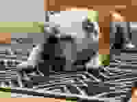 An English bulldog laying on a black and white Ruggable rug.