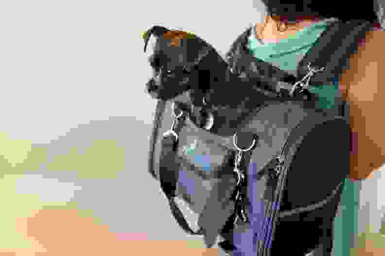 A pet owner wears the Natuvalle 6-in-1 backpack, as their dog sits inside.