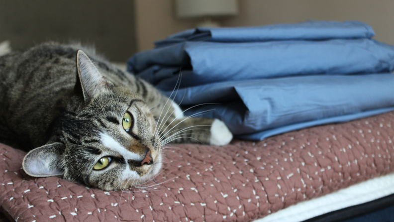 A set of blue folded percale sheets from The Company Store, stacked on a bed with a cat.
