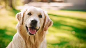 A dog playing in a yard within the boundaries of an invisible dog fence.