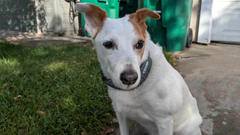 A dog wearing the tracking collar in an outdoor setting.