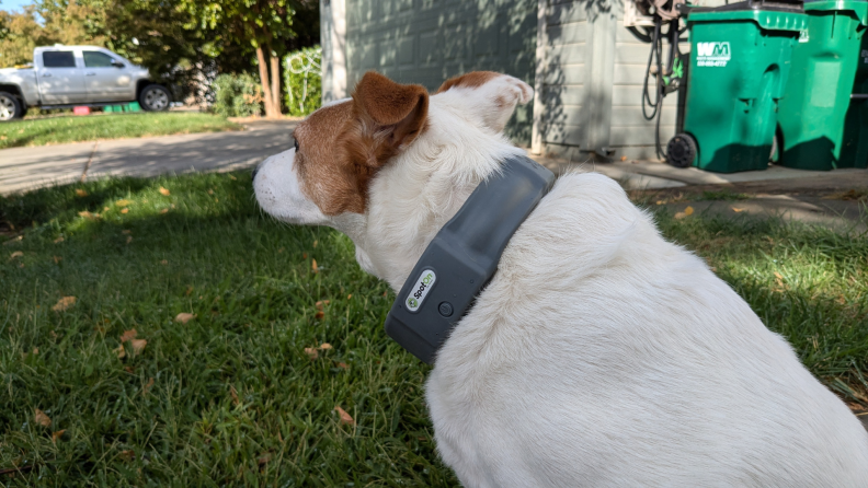 A dog wearing the tracking collar.