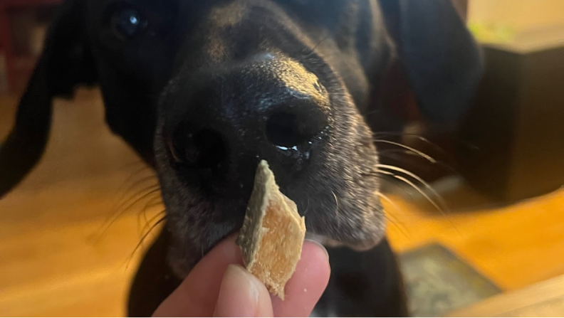 Close up of a dog snout waiting for a spot and tango freeze dried treat